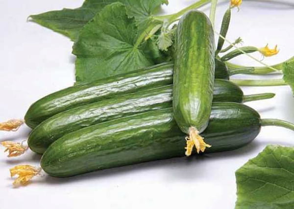 تصویر 3 از خرید خیار سبز گلخانه ای  + قیمت فروش استثنایی